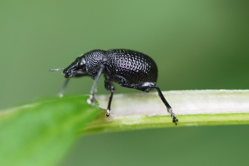 Anche lui nel suo piccolo (Curculionidae - Otiorinchus?)